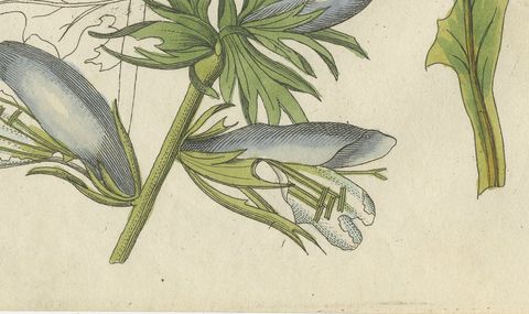 Acanthus Leaves, Classical Ornament Plant, Antique Bertuch Print, circa 1810, close-up 2