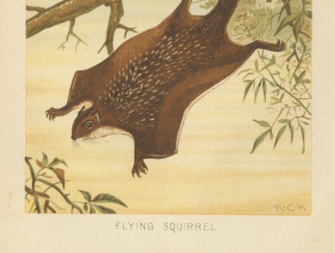 Woodland Animal Print, Victorian Flying Squirrel Illustration, Soft Green, 1894, close-up 3