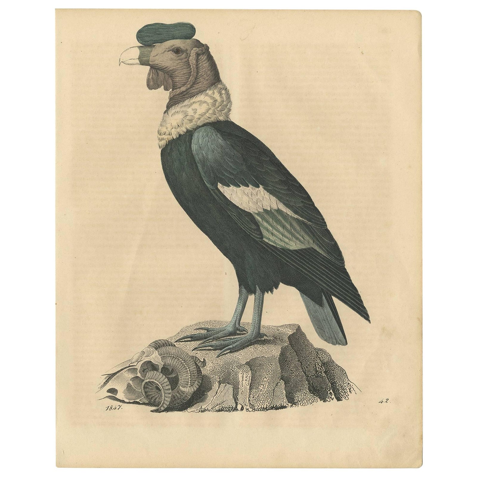 Condor Vulture Antique Lithograph Print, 1847, Detailed Ornithology