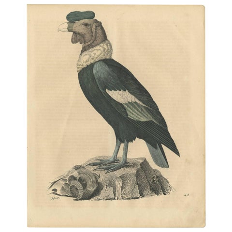 Condor Vulture Antique Lithograph Print, 1847, Detailed Ornithology