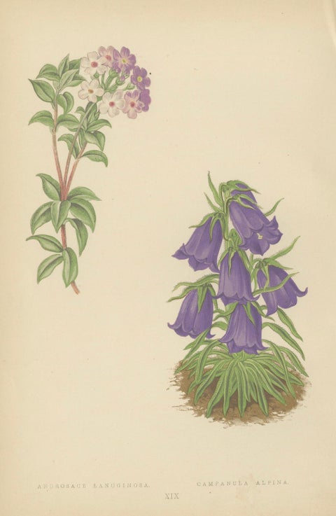 Victorian Triptych of Alpine Flowers from Alpine Plants by David Wooster 1874, close-up 2