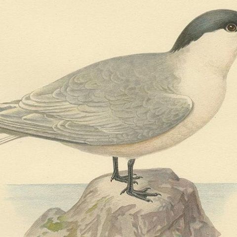 Antique Bird Print of the Sandwich Tern 'summer' by Von Wright, 1929, close-up 2