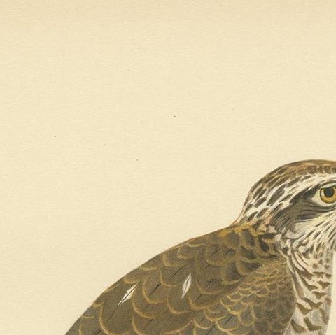 Antique Bird Print of the Eurasian Sparrowhawk by Von Wright '1929', close-up 1