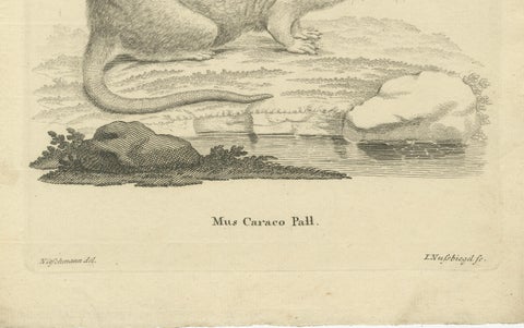 Antique Zoological Engraving of a Rodent, D.R. Nitschmann & J. Nußbiegel, c.1800, close-up 3