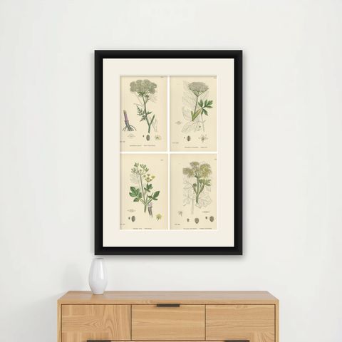 Four Antique English Botanical Herb Prints, Elegant Green Umbellifers, 1902, shown framed on a wall