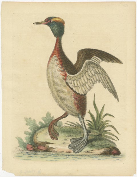 Antique Bird Print of a Horned Grebe, view 2