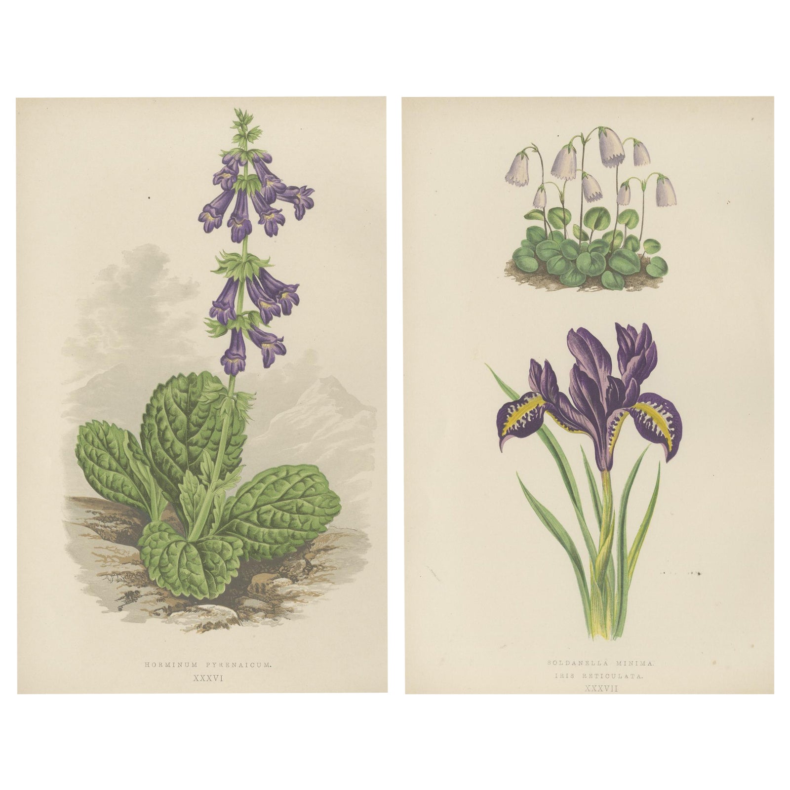 Alpine Botanical Lithograph Pair of Iris and Pyrenean Dead-nettle, 1874