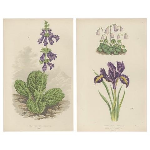 Alpine Botanical Lithograph Pair of Iris and Pyrenean Dead-nettle, 1874