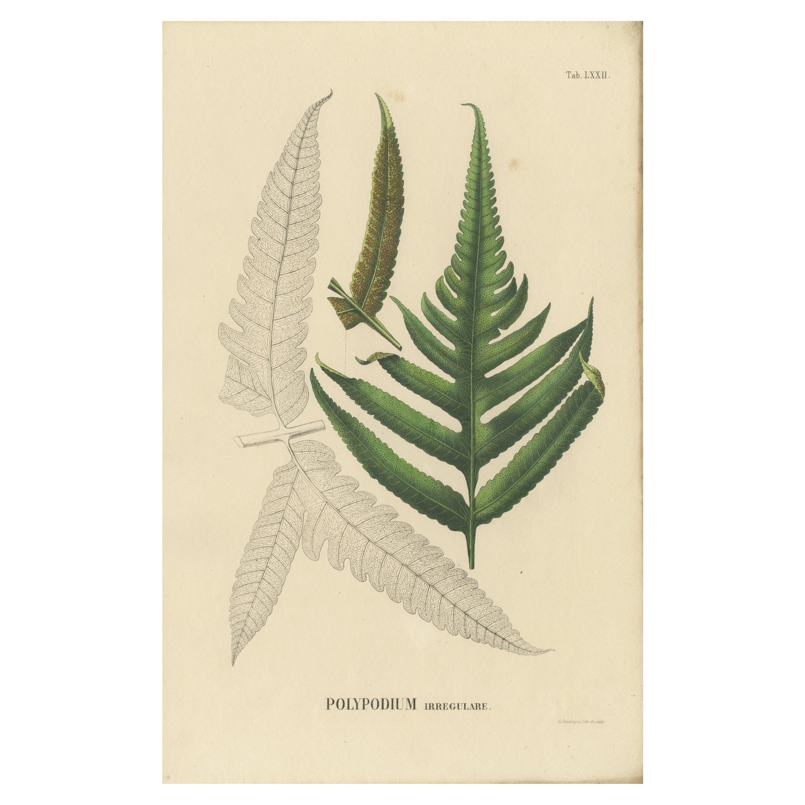 Rare, Artfully Handcolored Lithograph of Ferns of Indonesia (Polypodium), 1829