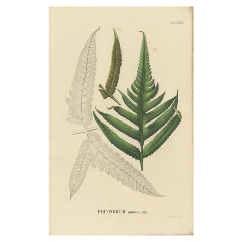Rare, Artfully Handcolored Lithograph of Ferns of Indonesia (Polypodium), 1829