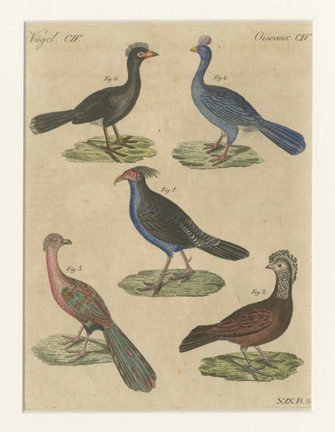 Antique Hand-Colored Crested Birds Engraving, Bertuch, c. 1800, close-up 1