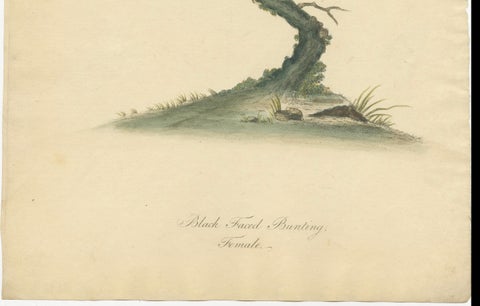 Old Original Engraving of the Female The Black-faced Bunting, 1794, close-up 3
