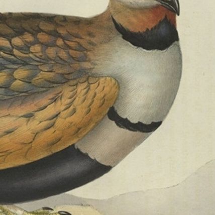 Antique Hand-Colored Bird Print of the Sand Grouse by Gould, 1832, close-up 5