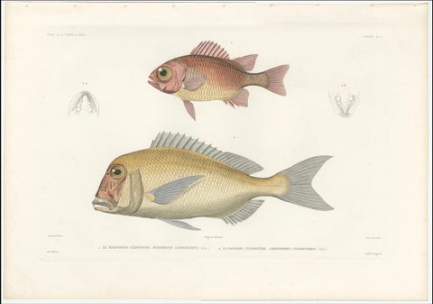 Hand-Colored Print of Soldierfish and Bluefin Seabream, Paris 1846, close-up 1