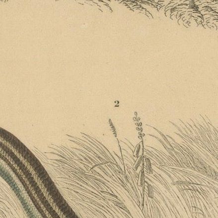 Lizard Print of Ocellated Skink and European Glass Lizard, c.1850, Orbigny, close-up 5