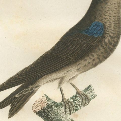 Feathered Sapphire: The Blue Swallow, A Vieillot Hand-Colored Print from 1807, close-up 6