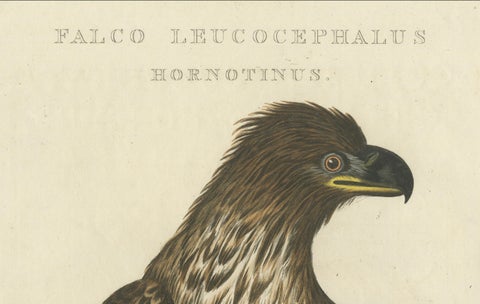 The Young Bald Eagle, Antique Dutch Ornithological Engraving, 1770s, close-up 3