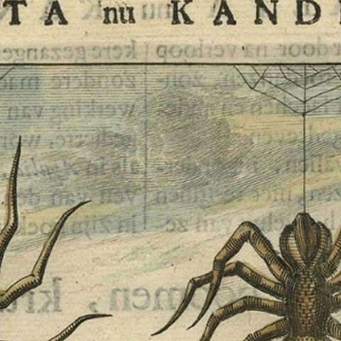 Antique Hand-Coloured Engraving of Tarantula Spiders from Crete, 1688, close-up 1