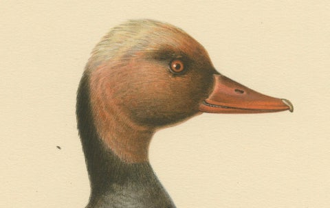 Crimson Crown: Old Bird Print of The Red-Crested Pochard by Magnus von Wright, close-up 1