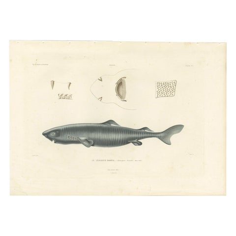 Antique Print of Greenland Shark with Anatomical Details, Paris, 1845