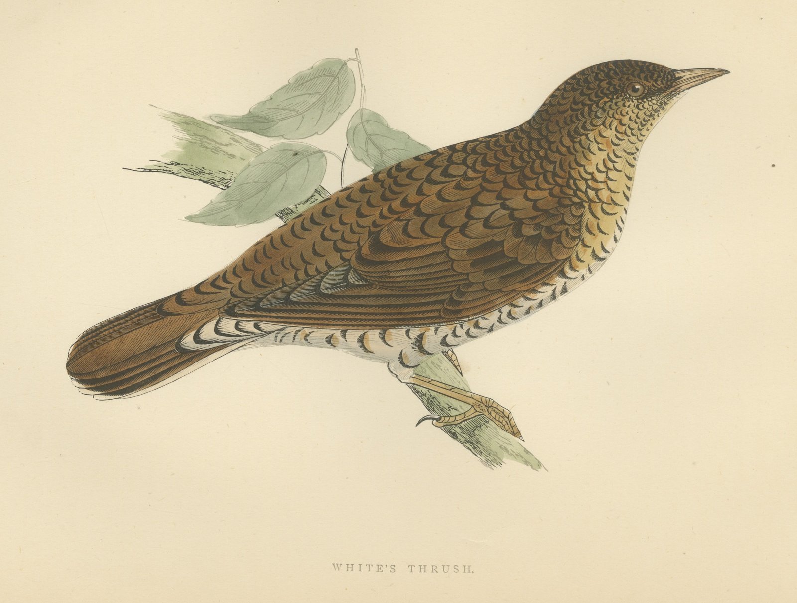 White's Thrush with Scalloped Plumage, Hand Colored Print, Morris, 1896