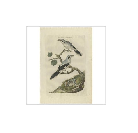 Antique Bird Print of the Great Grey Shrike by Sepp & Nozeman, 1789, view 2