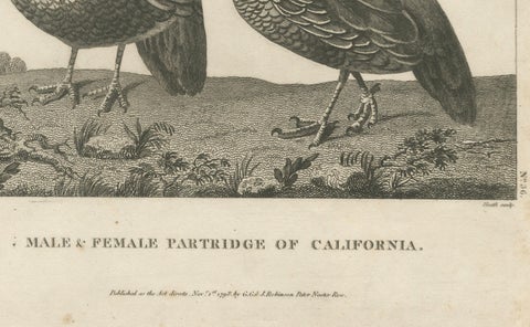 California Quail Pair, Partridge Couple of California, Antique Bird Print, 1798, close-up 1