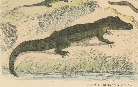 Crocodiles, Lizards & Reptiles Print: Alligator, Monitor, Iguana, Antique 1867, close-up 4