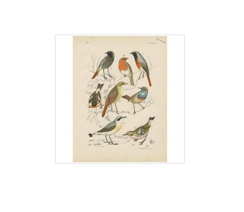 Antique Bird Print of the Robin, Blue Throat and European Stonechat (1886), view 2
