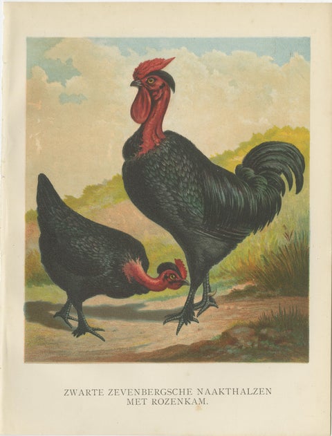 Black Zevenbergen Naked Neck Chickens - A Striking 19th-Century Poultry Print, view 2