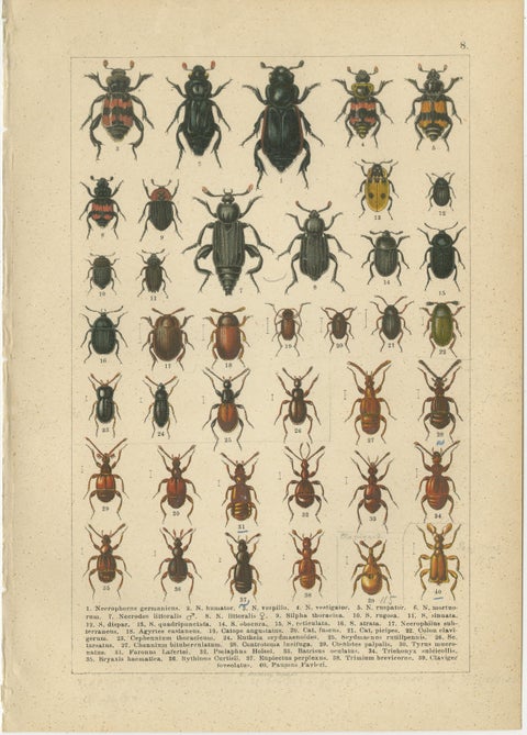 Decorative Antique Beetle Prints, European Coleoptera Plates, Entomology 1893, view 9