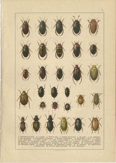 Decorative Antique Beetle Prints, European Coleoptera Plates, Entomology 1893, view 8
