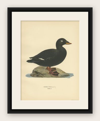Antique Bird Print of a Male Velvet Scoter by Von Wright '1929', shown framed