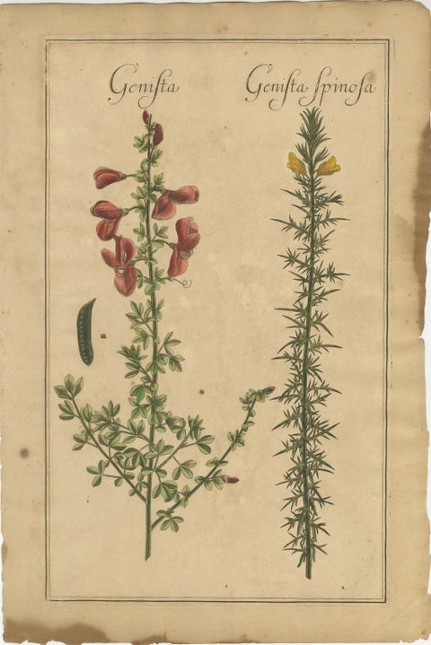 Decorative Antique Botanicals, Cracca, Genista & Coronilla, Leipzig 1690s, view 3