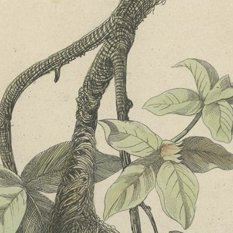 Antique Print of Tit Species with Nest, 1854, close-up 2