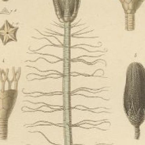 Antique Print of Fossils and Other Marine Life by Guérin, c.1829, close-up 1