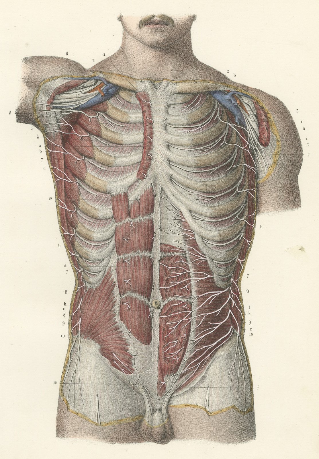 Cutaneous Nerves of the Chest and Abdomen, Hirschfeld Anatomy Print, 1866