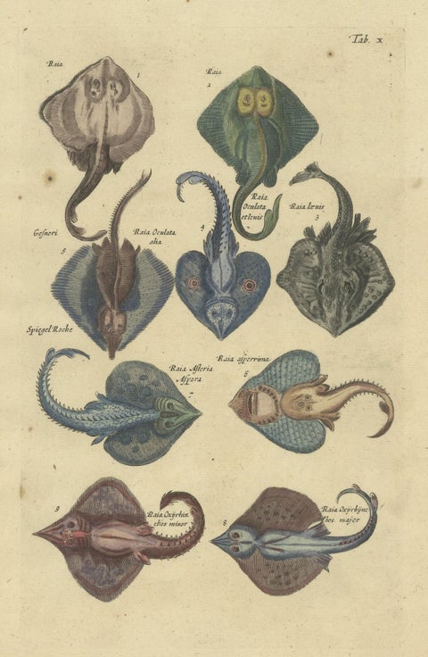 Stunning Decorative Original Antique Print of various Raja Fish Species, close-up 1