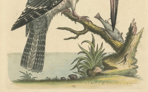 Majestic Hunter: The American Belted Kingfisher in Its Natural Habitat, 1749, close-up 2