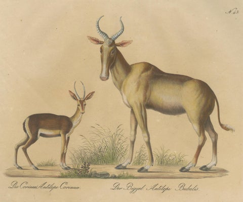 Antique Antelope Lithograph by Karl Joseph Brodtmann, 1816, close-up 1