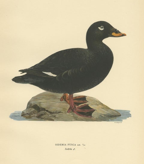 Antique Bird Print of a Male Velvet Scoter by Von Wright '1929', view 4