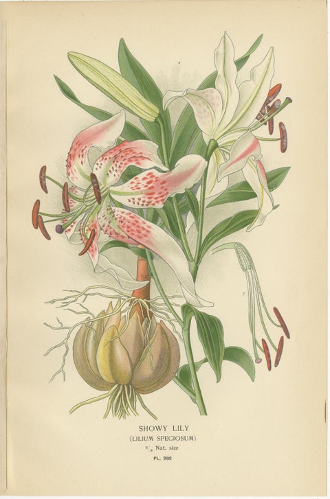 Showy Lily, Snake’s Head & Garden Tulip, Antique Flower Prints c.1897, view 3