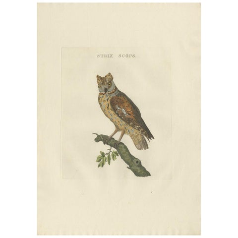 Eurasian Scops Owl Print, Antique Dutch Ornithology by Sepp & Nozeman, c.1770