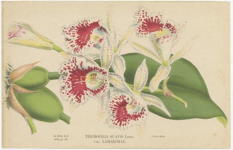 Set of 4 Antique Botany Prints, Ornithocephalus Grandiflorus 'c.1880', view 4