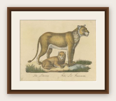 Lioness and Cub, Brodtmann Hand-Colored Natural History Lithograph, 1816, shown framed