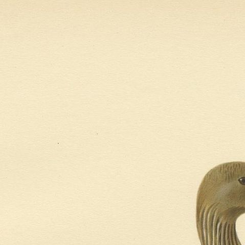 Antique Bird Print of the Greylag Goose by Von Wright, 1929, close-up 1