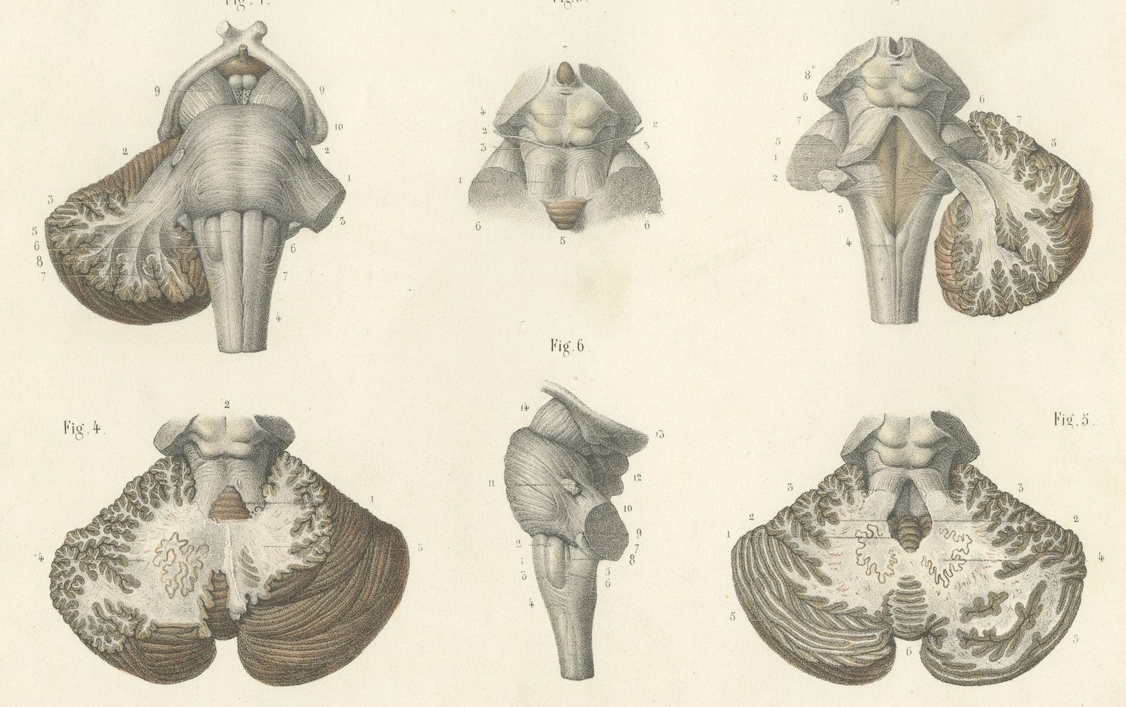 The Brain Stem and Cerebellum, Antique Hirschfeld Anatomy Print, 1866
