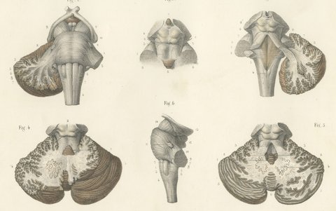The Brain Stem and Cerebellum, Antique Hirschfeld Anatomy Print, 1866