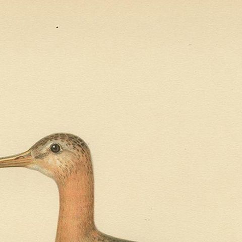 Antique Bird Print of the Black-Tailed Godwit by Von Wright, '1929', close-up 1