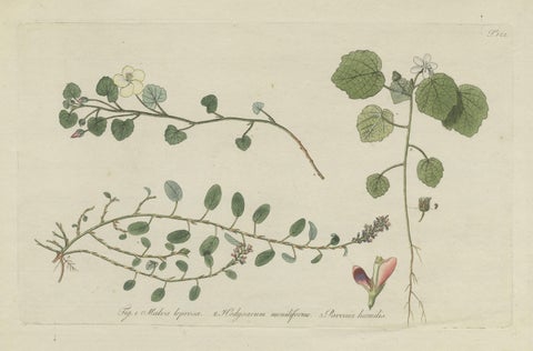 Antique Botany Print of Malvella Leprosa and other Flowering Plants, view 3